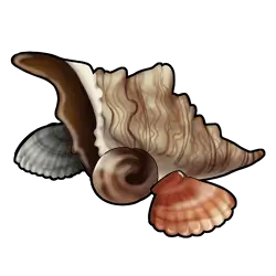 Muschel